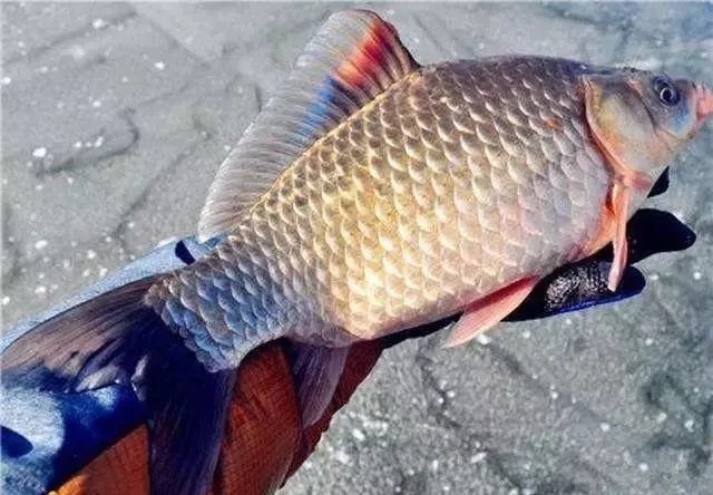 冬季如果想垂钓大鲫鱼,一定不要错过这些黄金钓位,下竿就有口!