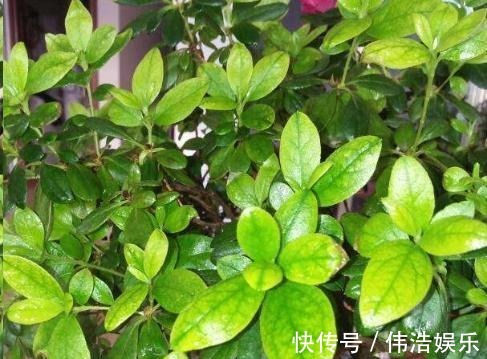 蓝妖|月季花杜鹃花栀子花总是养不活教你一招,连开3个月!