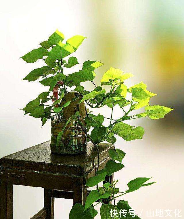 阳台养上“3种菜”,不仅观赏价值高,常吃还能远离“癌细胞”!