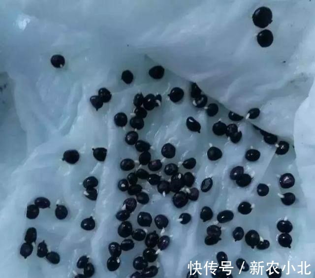 采收|芦笋太贵别买了,阳台种上一盆,连续采收10年不成问题!