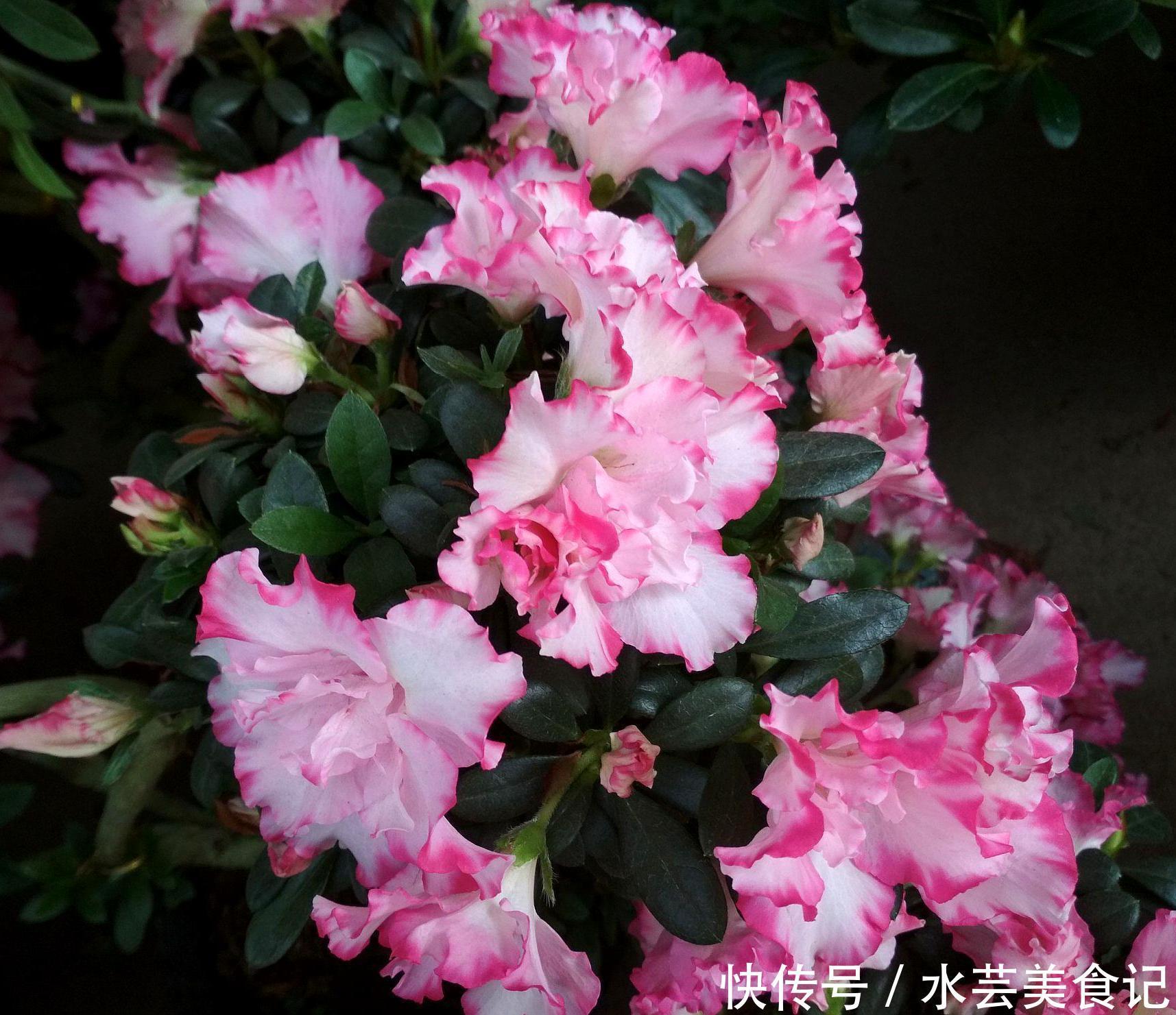 杜鹃|3种花虽然看起来很漂亮，不过没经验很难养好，新手尽量别去碰