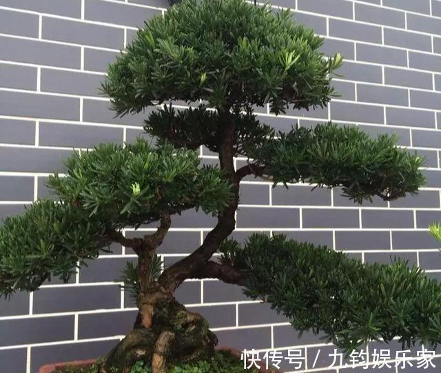 家有罗汉松，一生不受穷，4个小技巧，养出好盆景，越养越值钱