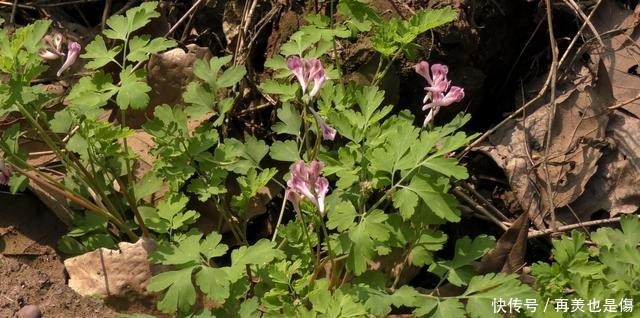 “尿罐草”是一种野草，到底是什么样的植物呢