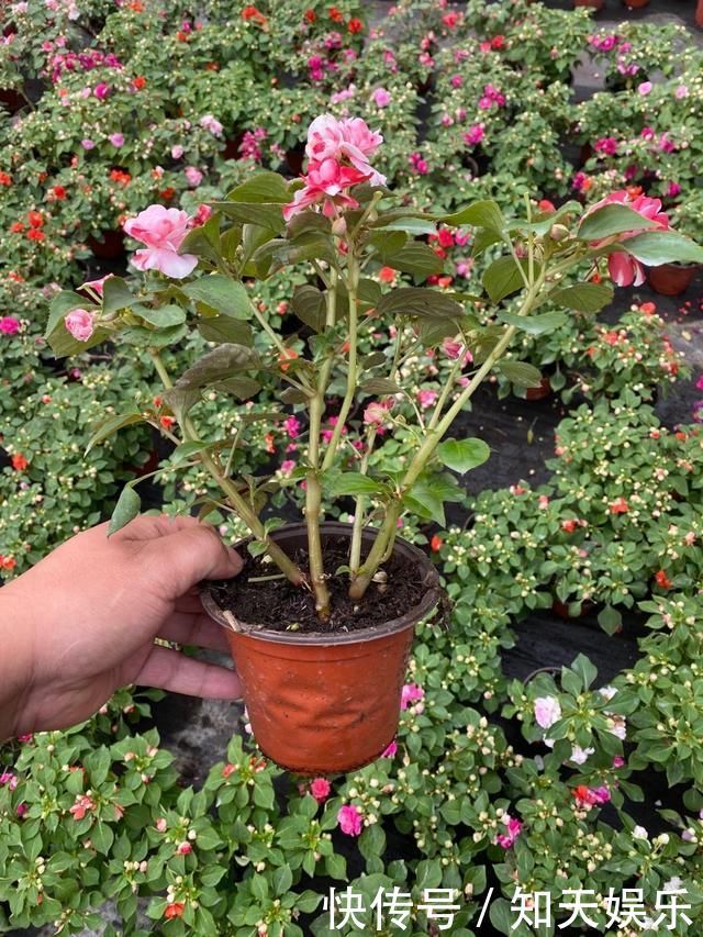 比长寿花还好养的“1种”阳台花,到了3月满盆冒花苞,谁养都活