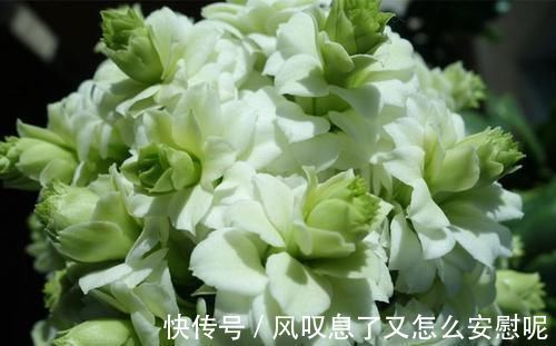 最罕见的花卉,花色新奇,好养易活,是一款爆盆神器,值得拥有