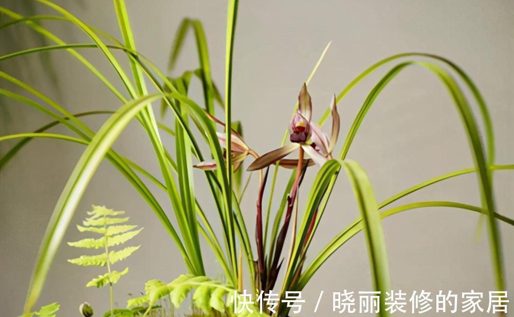 兰花养了多年还不开花是怎么回事,注意这些养护细节,就能开花