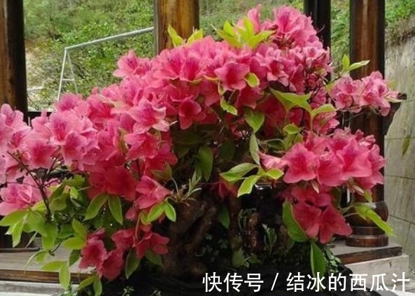 果皮|养杜鹃花，家中常备这2种水溶液，保管盆栽叶子绿、开花旺