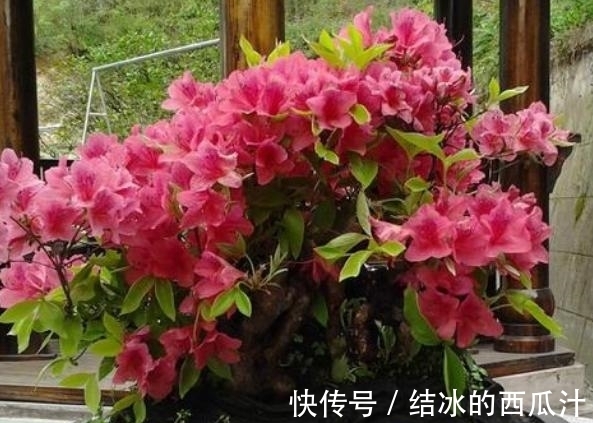 养杜鹃花,家中常备这2种水溶液,保管盆栽叶子绿、开花旺