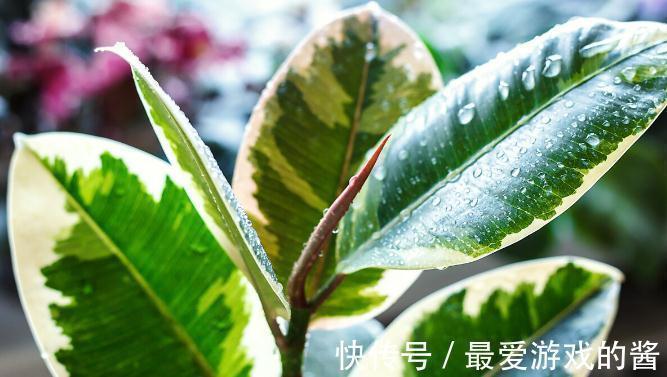 这7种绿植是空气净化小能手,很适合养在室内,美观又增氧