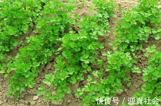 地中海地区|香菜是“抗菌之王”, 但不能和它一起吃, 很多人还傻傻在吃