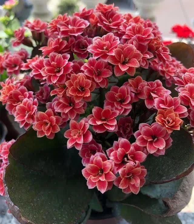 君子兰|发现5种“寿星花”,适合老人养,寓意好、颜值高,越养越值钱