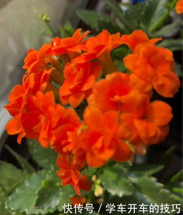 2种花，最适合懒人种，北阳台也能开爆盆！