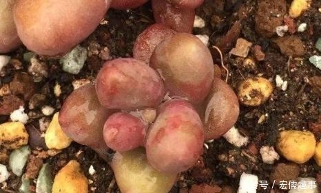 蹭蹭|养多肉不会浇水 学会正确的浇水方法, 让你的多肉蹭蹭长爆盆!
