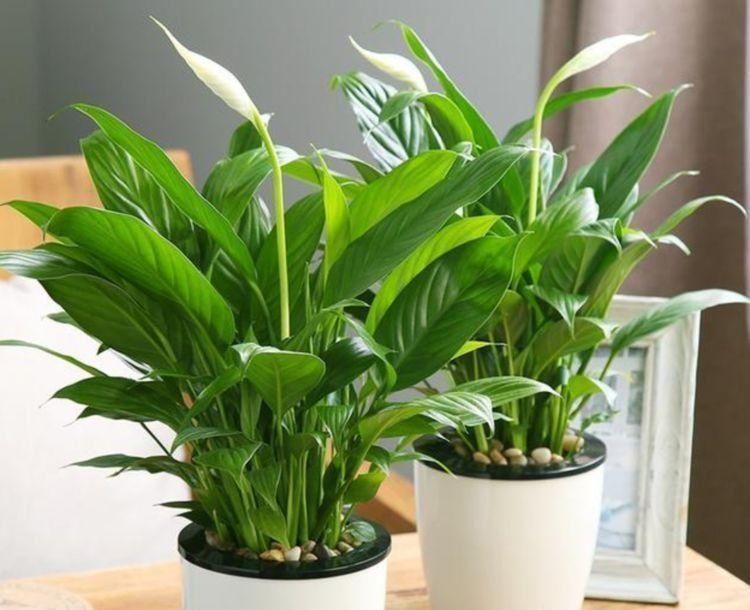 卧室养上3种花,空气清新,怡情养性助睡眠,你养了吗?