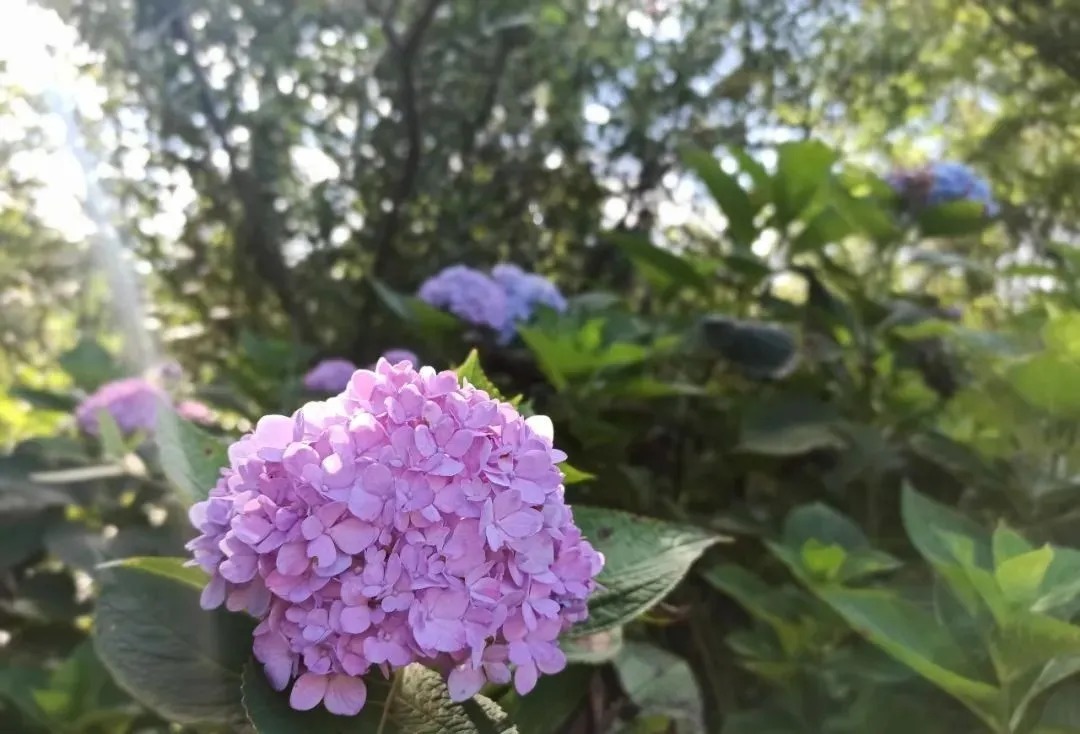 花海|巴南云林天乡的初秋，竟然还能看花海，约不约？