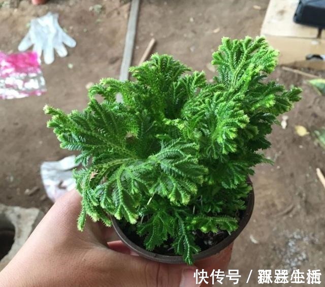 盆景|山崖上一种草,被称“还魂草”,人人见了挖一株,说是很值钱!