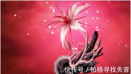 唐三|斗罗大陆聚天地万物灵气的仙草,有多神奇的功效,菊斗罗也心动