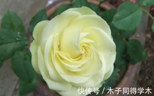 豆妈|这款月季的花期巨长,长到让人以为是假花