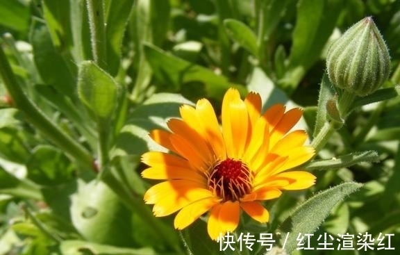 遇见|7月初，真爱至上，桃花运飙升，坠入爱恋，喜结良缘，遇见爱情