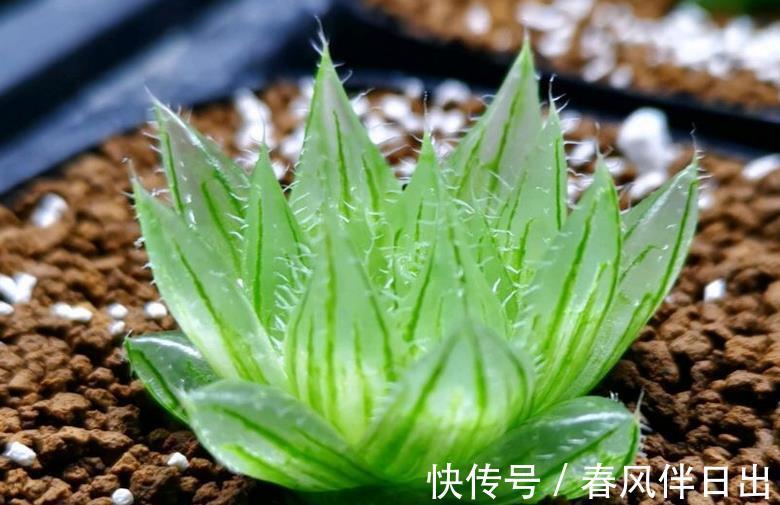 玉露|多肉植物玉露换盆、上盆、服盆要事