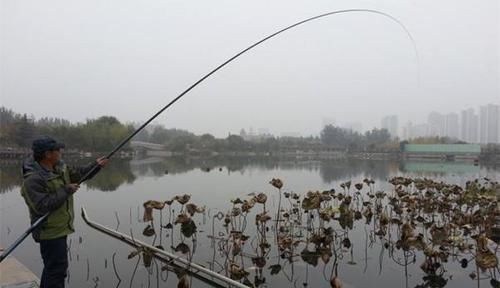 空隙处|冬季想要大板鲫,试试这种钓法钓荷塘