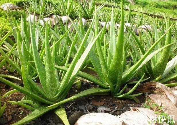 夏季养花，首选这些不怕晒，不怕旱的花卉，养着省心、看着养眼