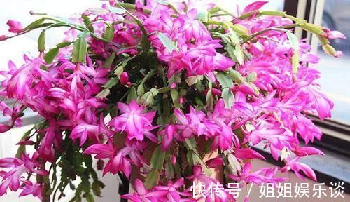 花苞|秋冬养蟹爪兰,做好4件事,叶片肥又绿,花开满枝头!