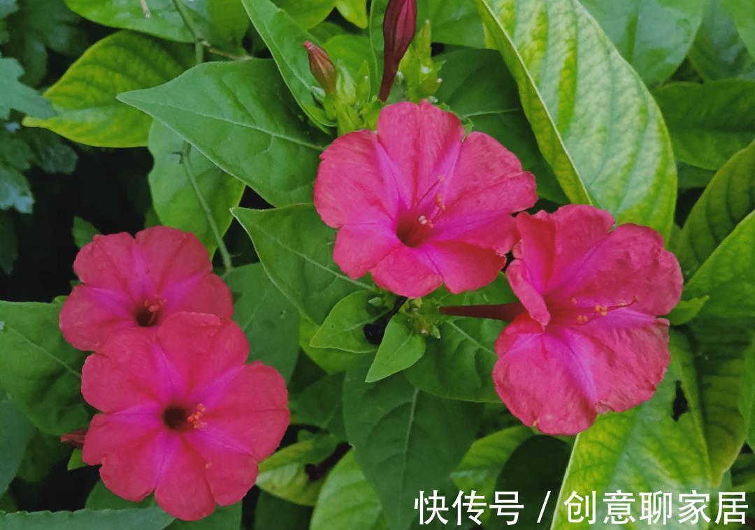 凤仙花|10种花开完不要剪,等20天之后,1盆变多盆