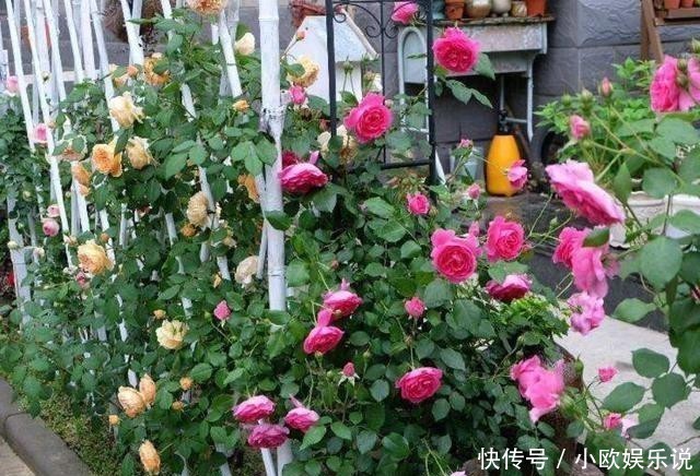 这几种花观赏性强爱开花，花期长花量大，养在家里赏花好