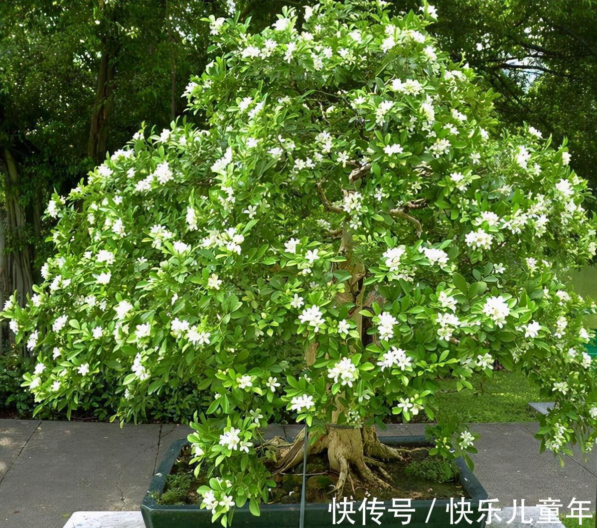 这3种植物,1年就能木质化,越老越有价值,回家养了有福气