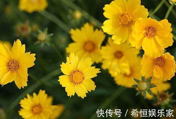 喜欢养花,不如养盆金鸡菊,娇艳妩媚,养一盆超美!