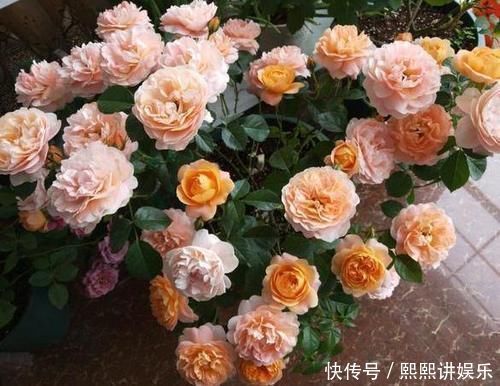 洗衣粉养花妙用学2招,使它来杀虫、催花,早知道早受益