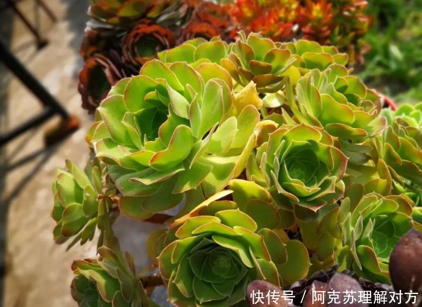 小白养多肉,不用瞎折腾,盆栽这5款,漂亮、落地就生根