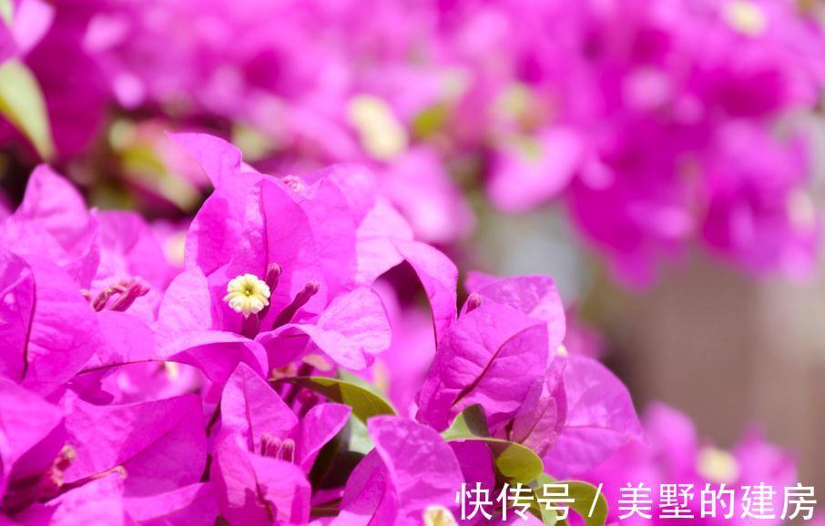 三角梅|三角梅小苗买回家，这样缓苗操作，不出半年就爆花