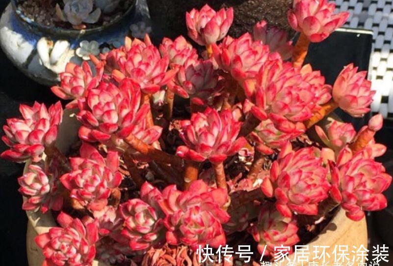 老桩|多肉红稚莲和火焰蒂亚,它们都长得快且一样的红,你养了哪一种?