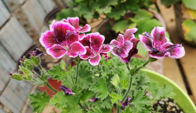 家里阳台别乱养花了,只要养好这一种,四季都能开花,还不招蚊虫