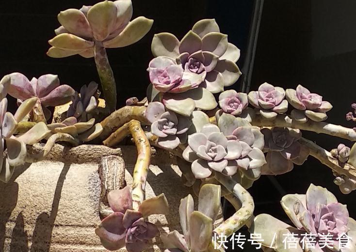 多肉养不好的你，必须要看服盆后的养护大全