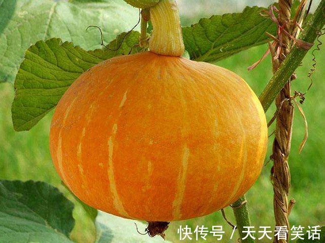 淮山药|南瓜配一物真是绝了，上润肺、中养胃、下补肾，软糯香甜还好吃