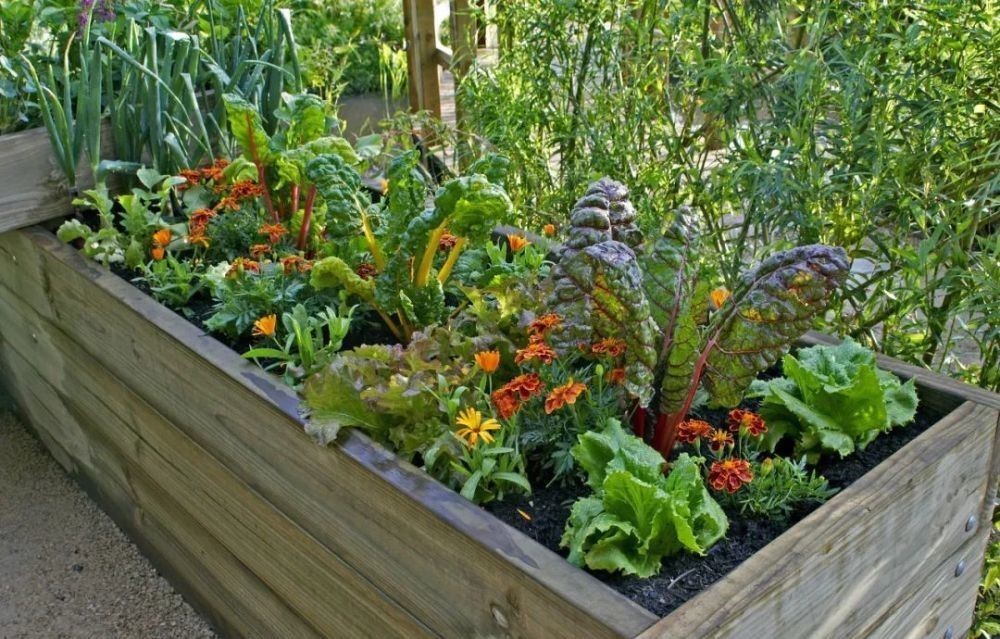 花园|在家种个菜都这么美,还要什么花园?