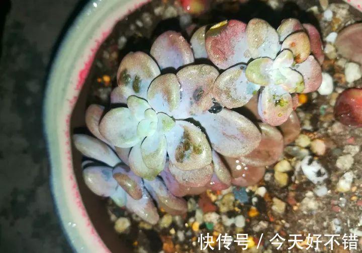天冷了,多肉的6个求救信号,再不明白活不过冬天
