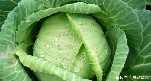 提醒:春天多吃多喝这几样,少生病人长寿