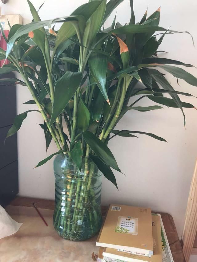 植株|夏天有12种花“晒不得”,见了“强光”就黄叶,挪个地方长得好