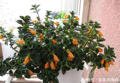 位置|5种盆栽花卉,吊起来养满盆都是花,不占位置,值得拥有!