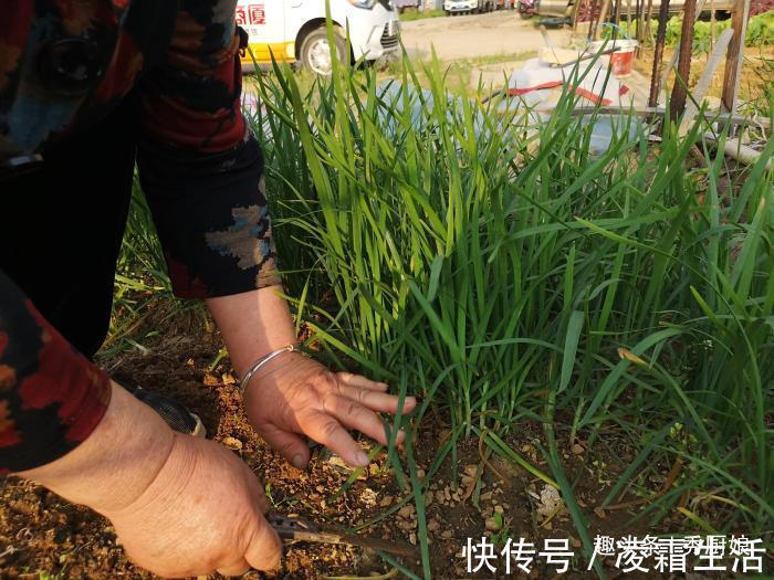 保存韭菜原来如此简单，教你1招，随吃随取，放1个月都不黄不烂
