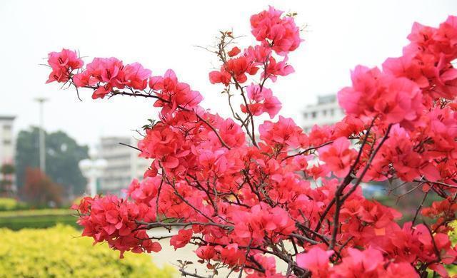  开花|三角梅开花越来越少，是“它”在作怪，盆里撒1把粪，下次开爆盆