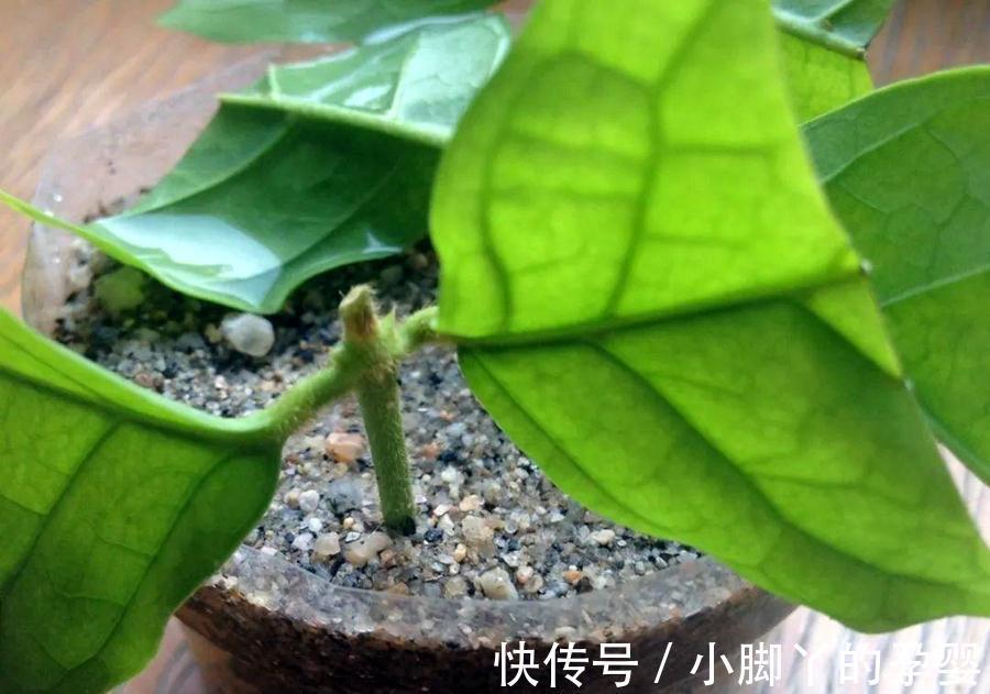 植物养得不好,多半根没长好,加上这些长得快
