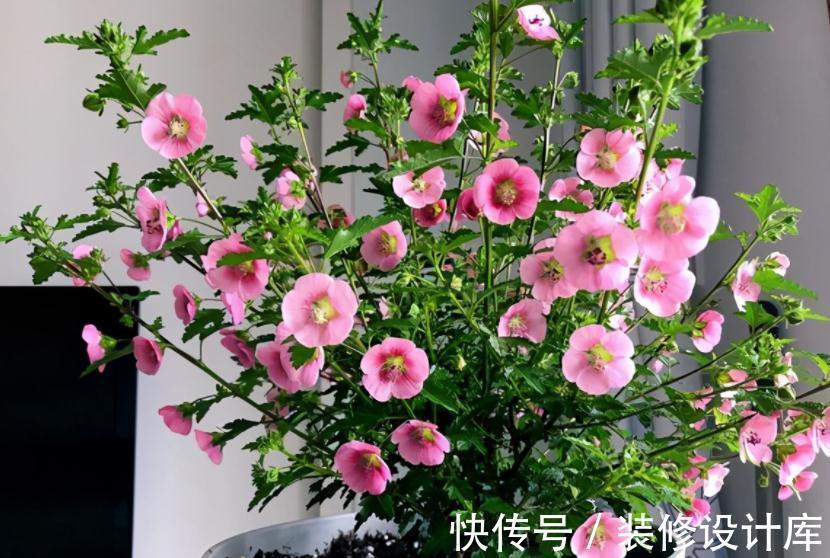 发酵|养花“法宝”松针该怎么用?单独使,加工后用,谨记这些准没错