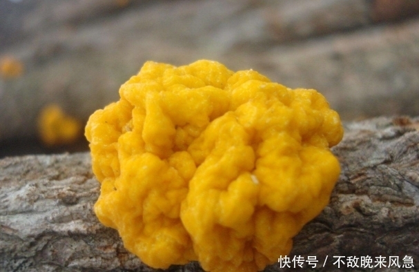 金耳|女人吃它,美容減肥,補氣血,增強免疫力,愛美的女人都要吃!