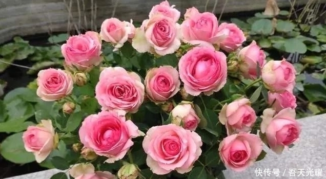 年度十大流行花卉,摆在家里大吉大利,活力无限,还有品味!