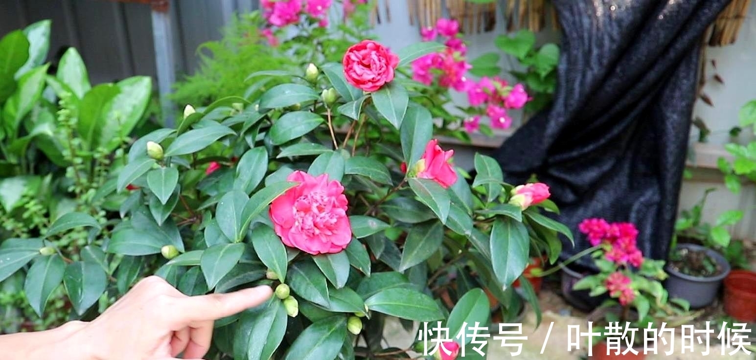 蝴蝶兰|公认“难养”的5种花,没有10年以上的养花经验,建议别买